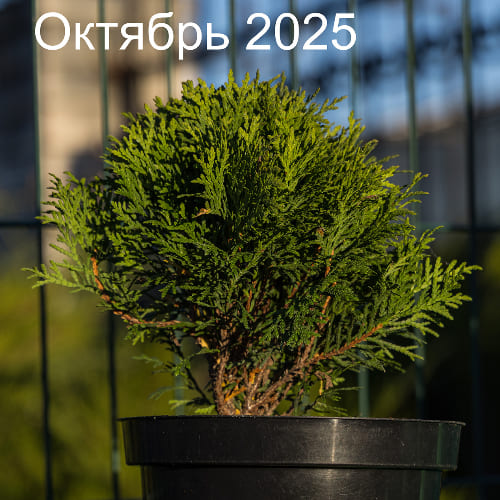 Туя западная Даника купить во Владимире