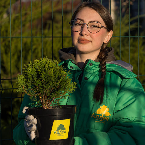 Туя западная Даника купить во Владимире