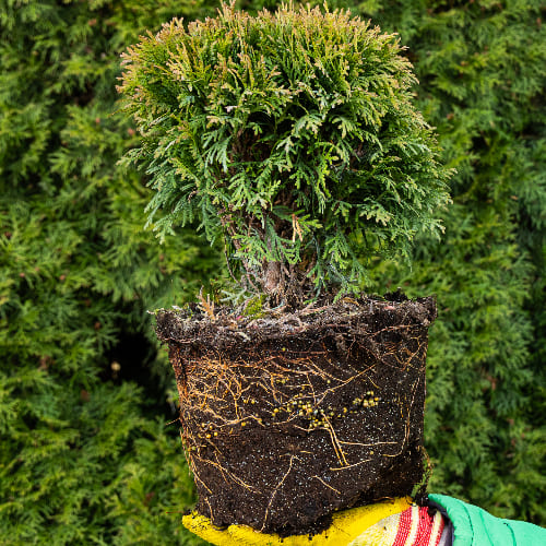 Туя западная Даника купить во Владимире