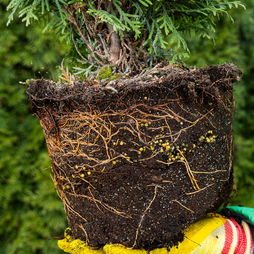 Туя западная Даника купить во Владимире