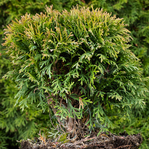 Туя западная Даника купить во Владимире