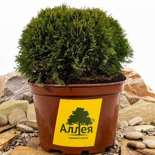 Туя западная Даника купить в Нижнем Новгороде