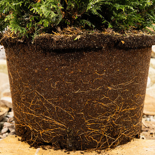 Туя западная Даника купить в Нижнем Новгороде