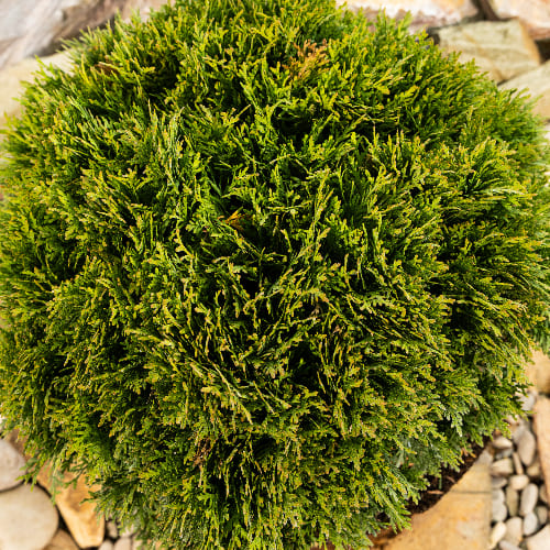 Туя западная Даника купить в Нижнем Новгороде