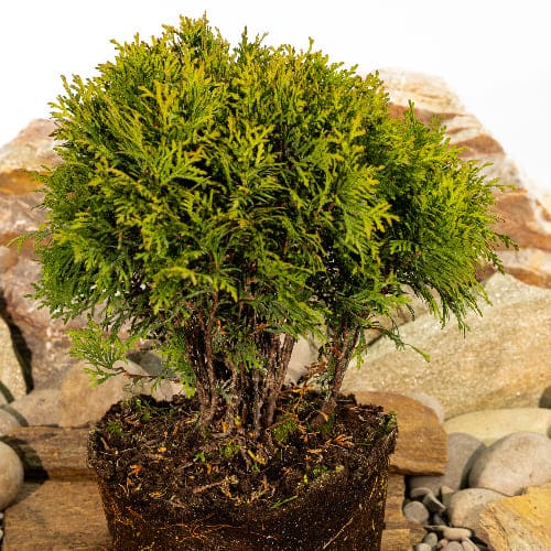 Туя западная Даника купить в Нижнем Новгороде