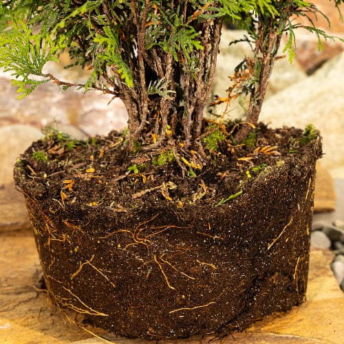 Туя западная Даника купить в Нижнем Новгороде