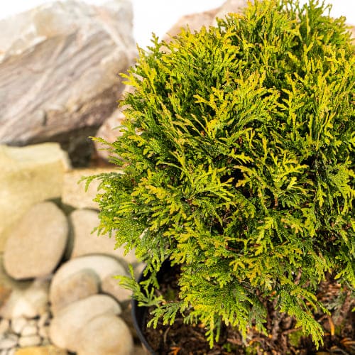 Туя западная Даника купить в Нижнем Новгороде