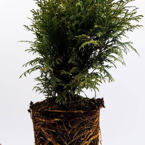 Туя западная Глобоза купить во Владимире