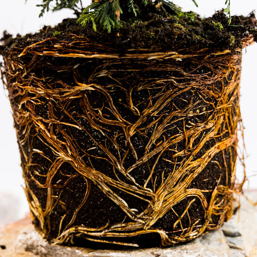 Туя западная Глобоза купить во Владимире