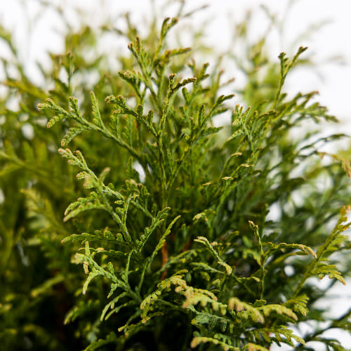 Туя западная Глобоза купить во Владимире