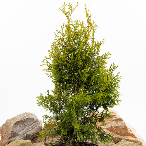 Туя западная Голден Брабант купить во Владимире