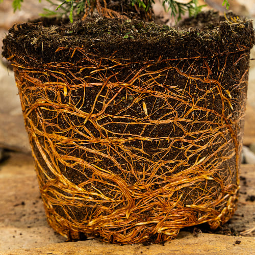 Туя западная Голден Брабант купить во Владимире