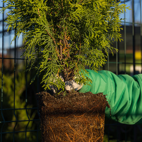 Туя западная Голден Глоб купить во Владимире