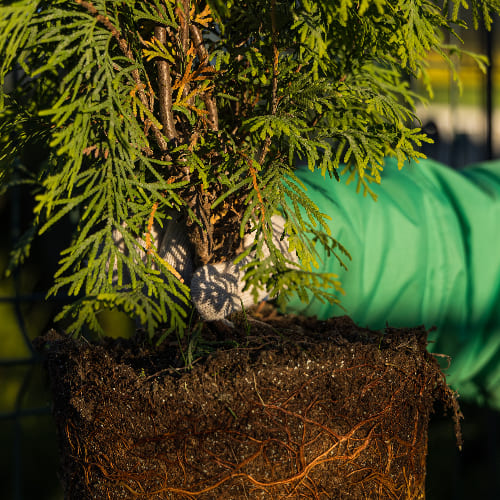 Туя западная Голден Глоб купить во Владимире