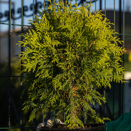 Туя западная Голден Глоб купить во Владимире