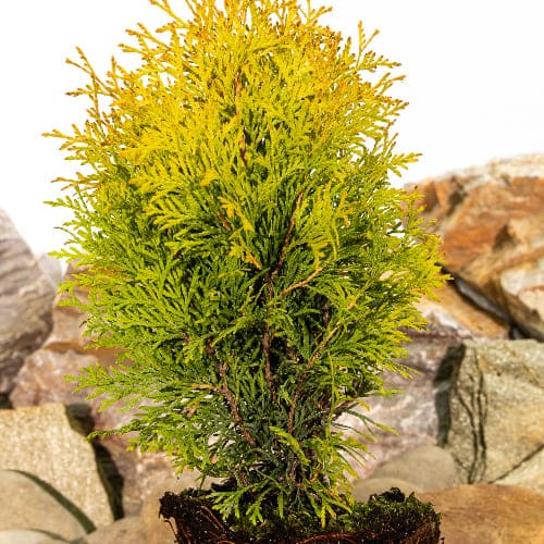 Туя западная Голден Глоб купить в Нижнем Новгороде