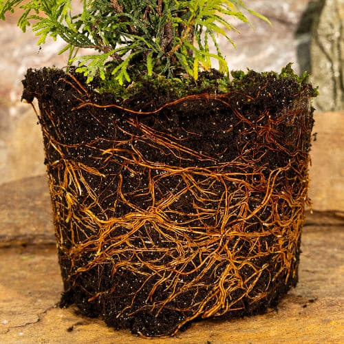 Туя западная Голден Глоб купить в Нижнем Новгороде