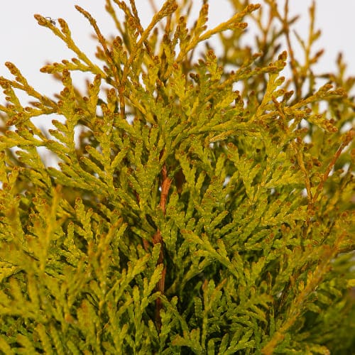 Туя западная Голден Глоб купить в Нижнем Новгороде