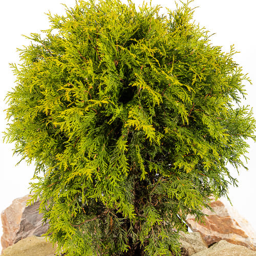 Туя западная Голден Глоб купить в Нижнем Новгороде