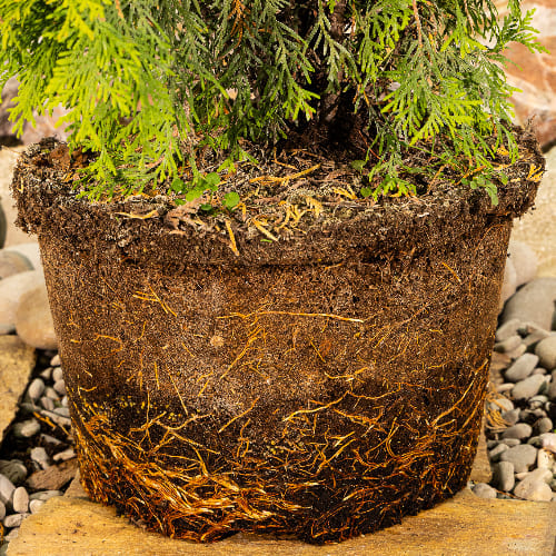 Туя западная Голден Глоб купить в Нижнем Новгороде