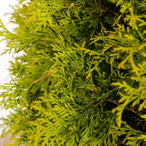 Туя западная Голден Глоб купить в Нижнем Новгороде