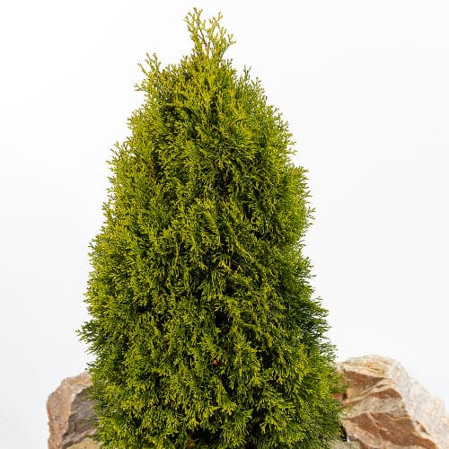 Туя западная купить в Нижнем Новгороде