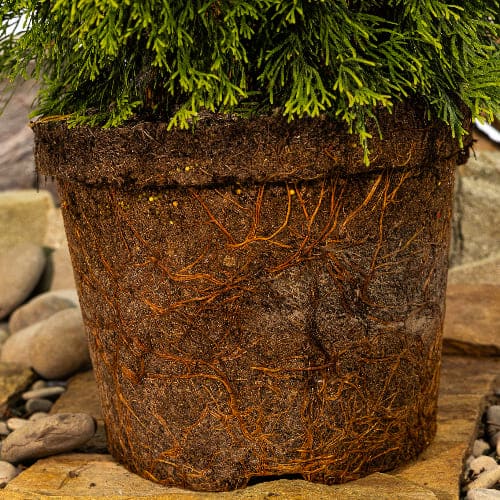 Туя западная купить в Нижнем Новгороде