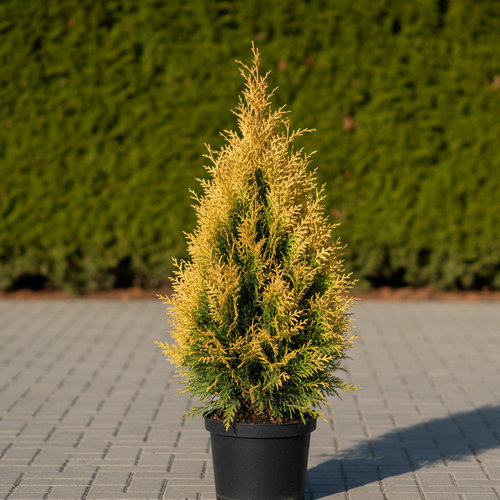 Туя западная Голден Смарагд купить во Владимире