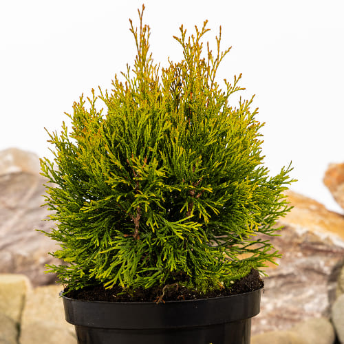 Туя западная Голден Смарагд купить во Владимире