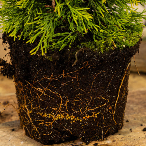 Туя западная Голден Смарагд купить во Владимире