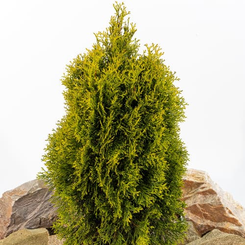 Туя западная Голден Смарагд купить во Владимире