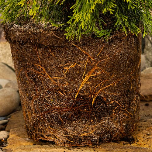 Туя западная Голден Смарагд купить во Владимире