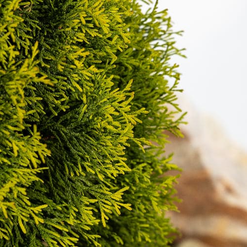 Туя западная Голден Смарагд купить во Владимире