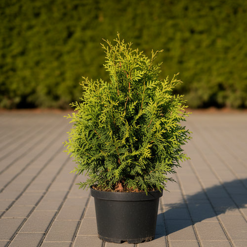 Туя западная Кинг оф Брабант купить во Владимире