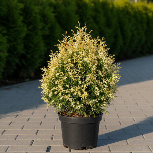 Туя западная Конфетти купить во Владимире