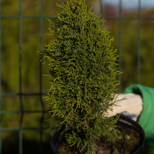 Туя западная Конфетти купить во Владимире