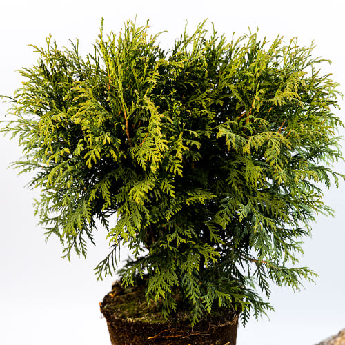 Туя западная Литл Чемпион купить во Владимире