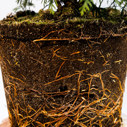 Туя западная Литл Чемпион купить во Владимире