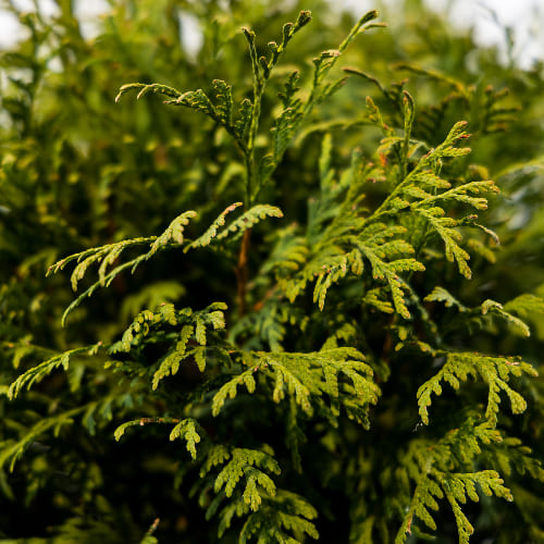 Туя западная Литл Чемпион купить во Владимире