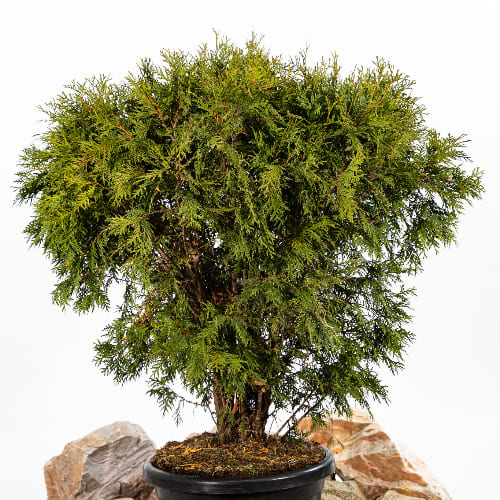 Туя западная Литл Чемпион купить в Нижнем Новгороде