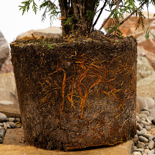 Туя западная Литл Чемпион купить в Нижнем Новгороде