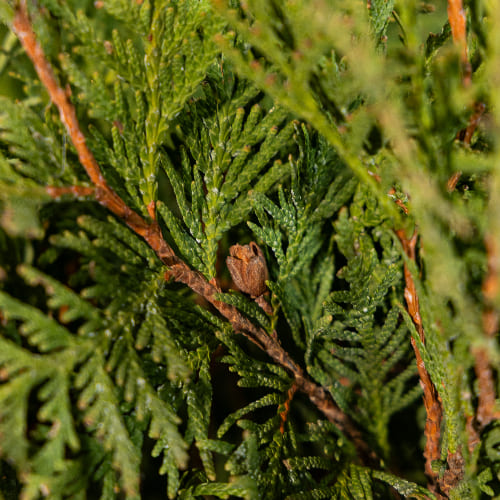 Туя западная Литл Чемпион купить в Нижнем Новгороде