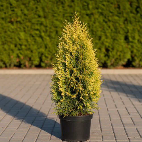 Туя западная Малониана Ауреа купить во Владимире