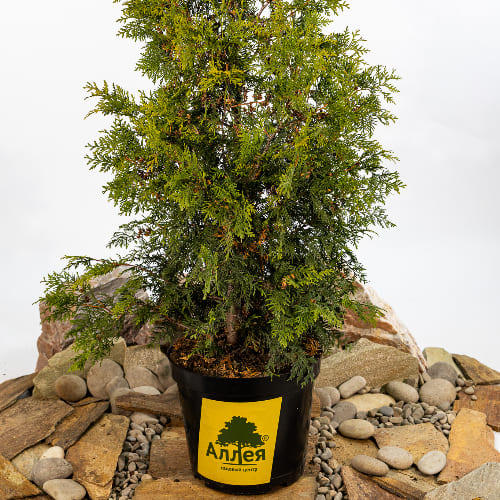 Туя западная Малониана Ауреа купить во Владимире