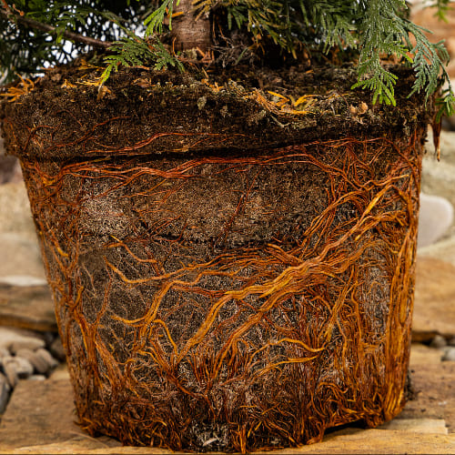 Туя западная Малониана Ауреа купить во Владимире