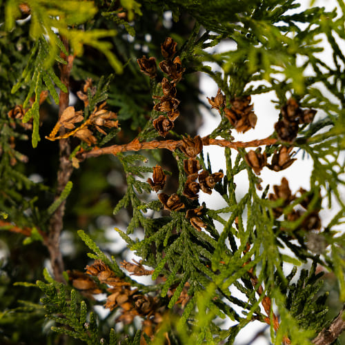Туя западная Малониана Ауреа купить во Владимире