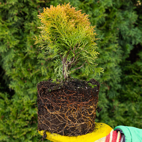 Туя западная Мириам купить