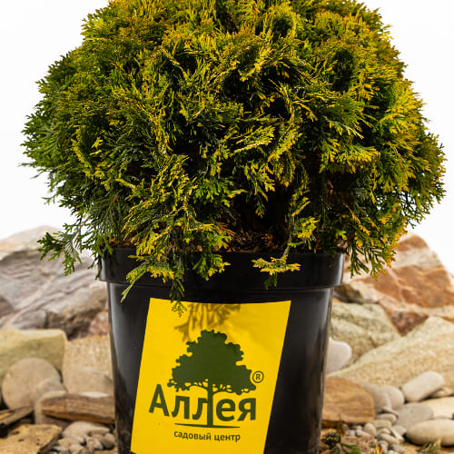 Туя западная Мириам купить в Нижнем Новгороде