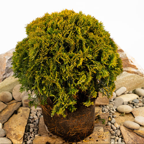 Туя западная Мириам купить в Нижнем Новгороде