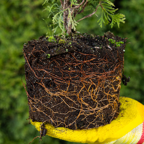 Туя западная Мириам купить в Нижнем Новгороде